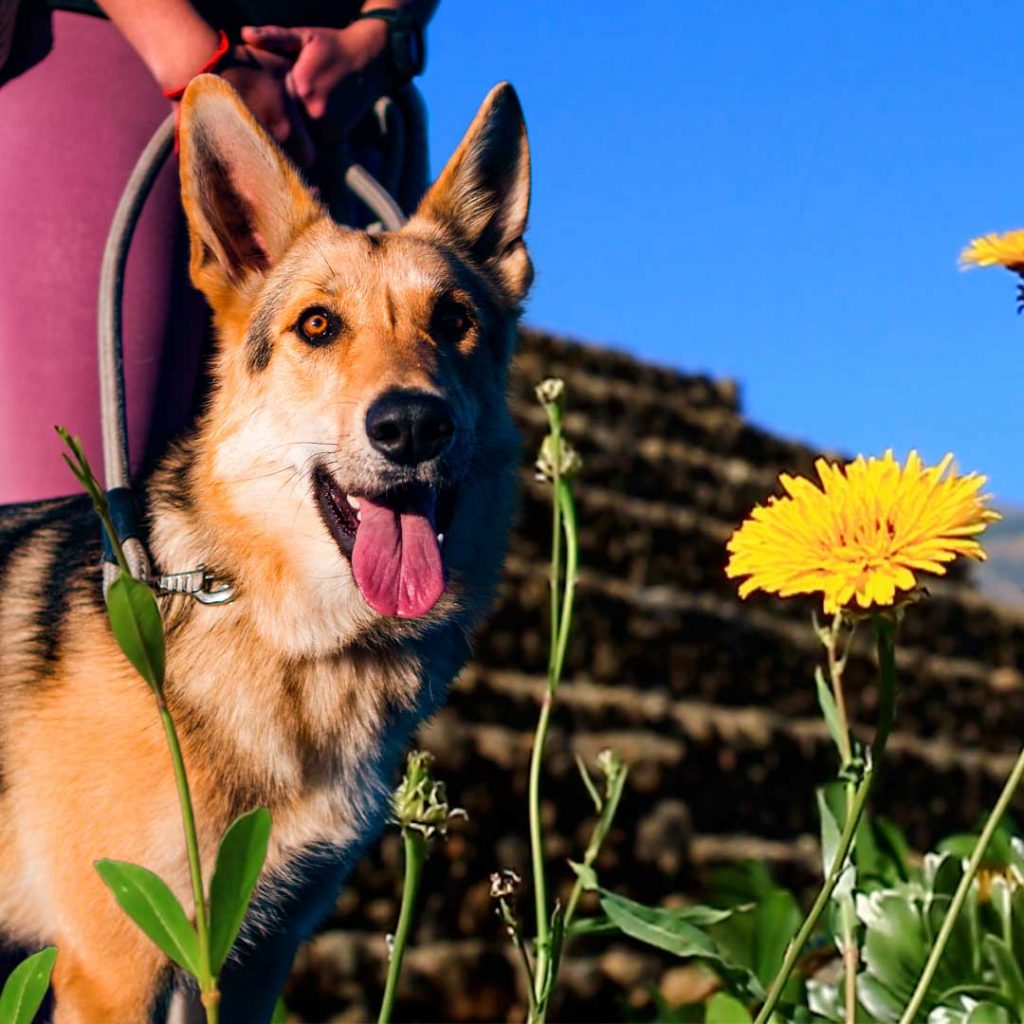 Las mascotas son bienvenidas a Pirámides de Güímar.